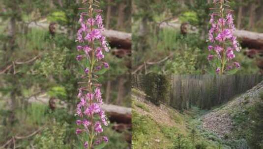 夏日森林唯美植物鲜花合集高清在线视频素材下载