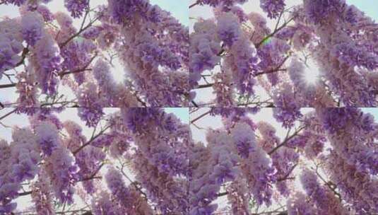 疑虑阳光穿过美丽的紫藤树高清在线视频素材下载