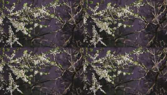 初春的雪和盛开的树高清在线视频素材下载