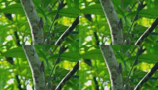 大蝉在自然栖息地的粗枝上高清在线视频素材下载