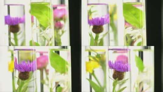 试管里的花朵高清在线视频素材下载