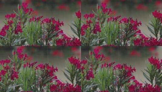 雨中的红色花朵高清在线视频素材下载