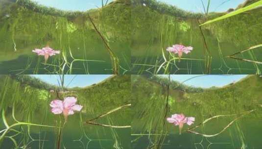 漂浮在水上的花朵高清在线视频素材下载