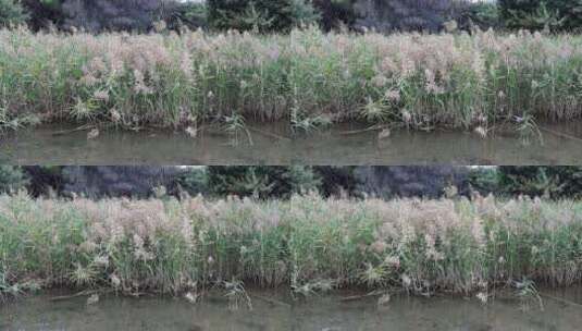 秋天公园湖边风中摇曳的一片芦苇高清在线视频素材下载