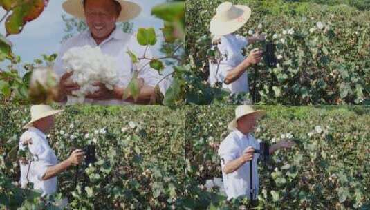 棉花产地高清在线视频素材下载