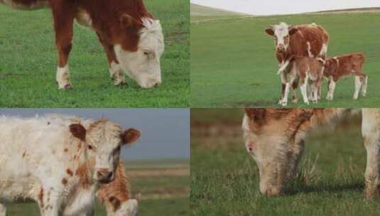 肉牛 草原黄牛 牛吃草大草原牧场黄牛高清在线视频素材下载