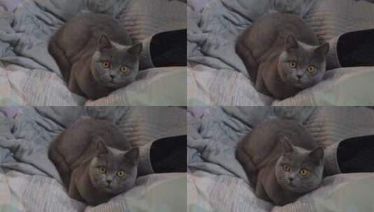 4K萌宠猫咪坐在被子里可爱视频高清在线视频素材下载