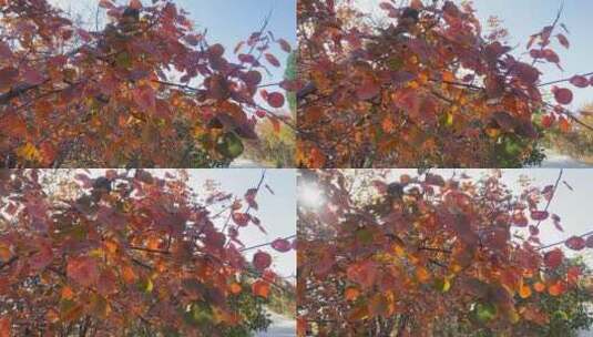 济南蚰蜒山红叶满山，秋天山脉景色高清在线视频素材下载