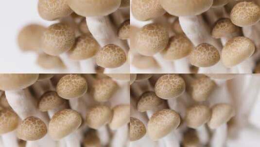 新鲜蟹味菇棚拍特写高清在线视频素材下载
