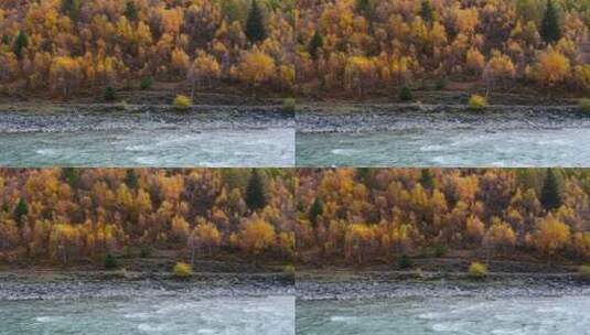 川西秋天金黄色的山林和小河高清在线视频素材下载