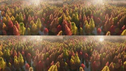 云南昆明秋天夕阳下的水杉红杉航拍4k高清在线视频素材下载