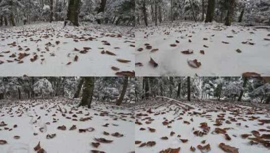 冬天森林树林积雪下的树叶特写高清在线视频素材下载