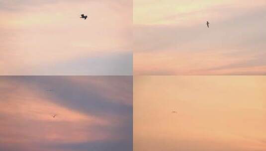 天上觅食的海鸥海鸟飞翔的海鸟高清在线视频素材下载