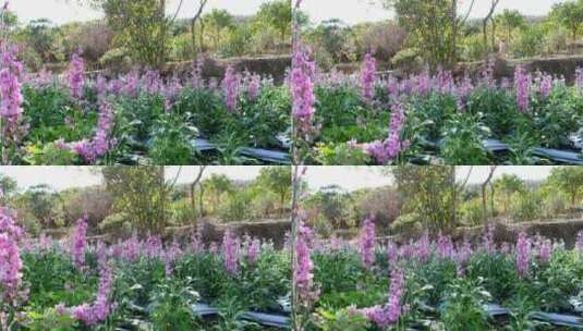 紫罗兰花柱花卉花朵植物绿化园林景观花草01高清在线视频素材下载