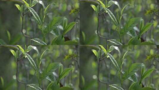 清晨茶树上的嫩茶叶高清在线视频素材下载