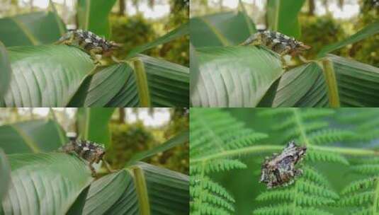 草丛中的青蛙蜥蜴高清在线视频素材下载
