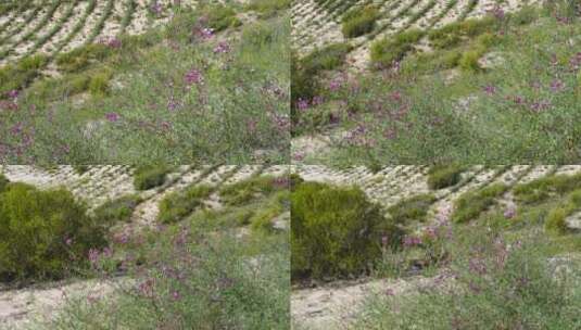 沙漠治理草方格高清在线视频素材下载