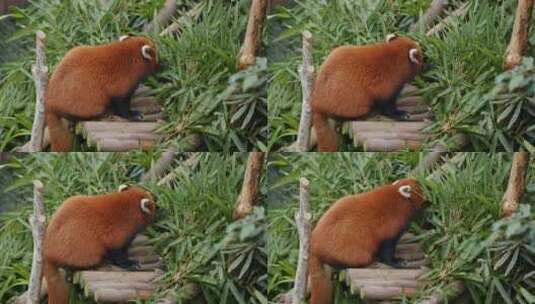 浣熊在灌木丛中觅食高清在线视频素材下载