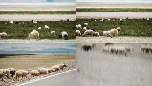 高原羊群高清在线视频素材下载
