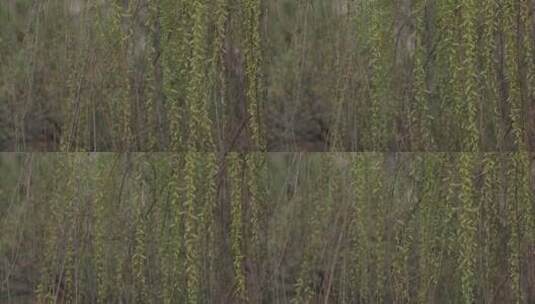 春天湖边的柳树剪影高清在线视频素材下载