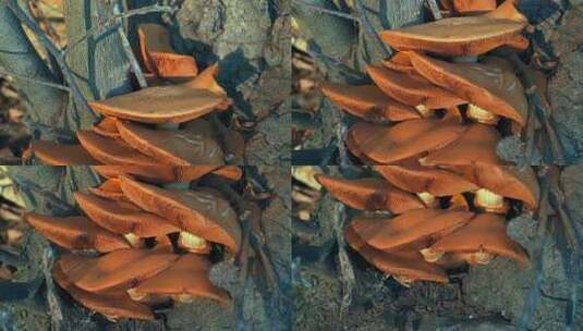 日落时森林里的蘑菇高清在线视频素材下载