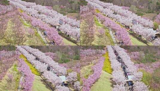 樱花节樱花市集春天市集50帧高清在线视频素材下载