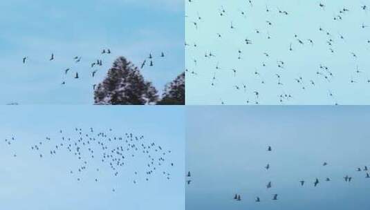 鸟儿候鸟大自然飞鸟飞翔和平鸽赛鸽信鸽子高清在线视频素材下载