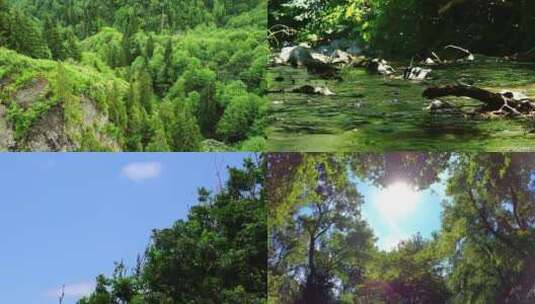 茂密森林中的景色高清在线视频素材下载