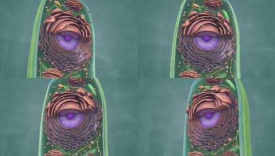 植物细胞 细胞核 液泡 叶绿体 细胞壁高清在线视频素材下载