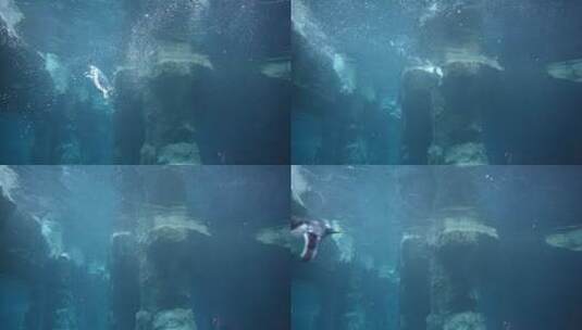 企鹅潜水下水游动慢动作高清在线视频素材下载