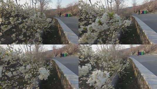 昆嵛山六度寺村的樱桃花高清在线视频素材下载