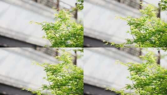 春天绿色的枫叶高清在线视频素材下载