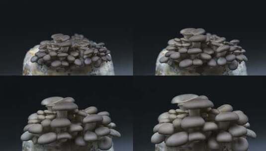 灰平菇菌包出菇生长延时高清在线视频素材下载
