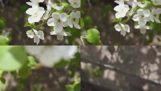 梨花视频盛开的白色梨花高清在线视频素材下载