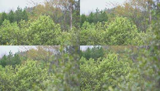茶籽油树叶子高清在线视频素材下载