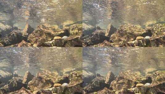 一群小鱼在清澈的溪流中游来游去高清在线视频素材下载