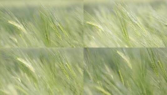 麦田 小麦 麦穗 农业高清在线视频素材下载