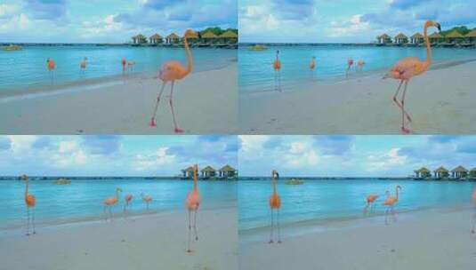 粉色火烈鸟在海滩高清在线视频素材下载