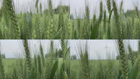 绿油油的麦田小麦高清在线视频素材下载