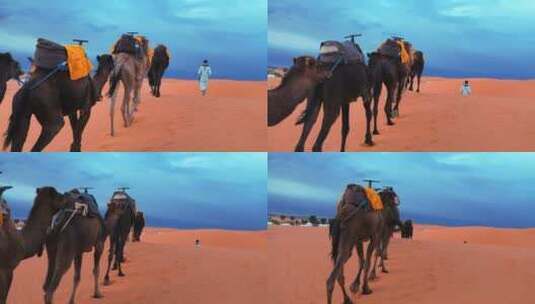 人带领骆驼穿过沙漠高清在线视频素材下载