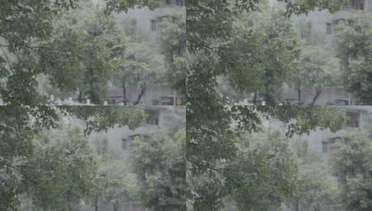 微风拂面的树枝树叶slog3实拍素材高清在线视频素材下载