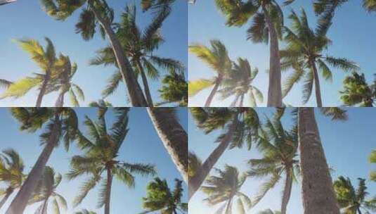 阳光在前景椰子树下移动，背景是热带天堂棕榈树。高清在线视频素材下载