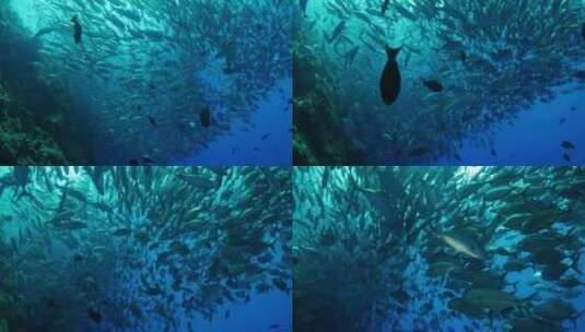 海洋鱼群鱼类水下摄影高清在线视频素材下载