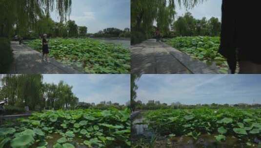 济南大明湖风景名胜区夏季风光高清在线视频素材下载