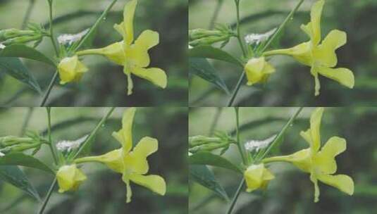 唯美黄色花朵绿叶高清在线视频素材下载