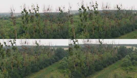 波兰波莫斯基卡苏比亚科尔布迪的森林高清在线视频素材下载