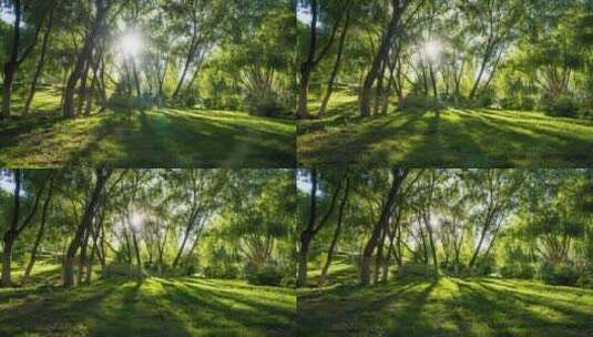 阳光穿过树林光影延时高清在线视频素材下载