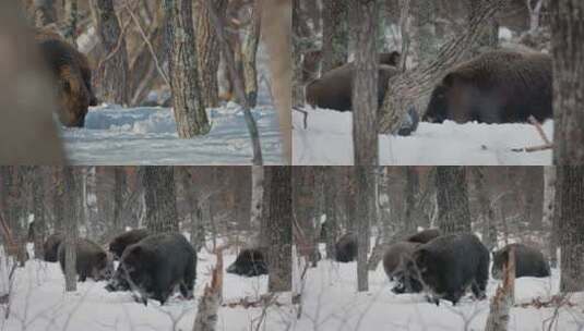 冬天雪地野猪高清在线视频素材下载