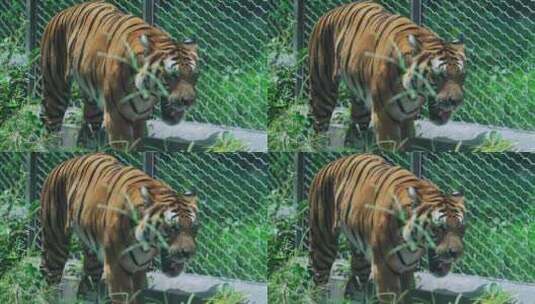 动物园东北虎高清在线视频素材下载