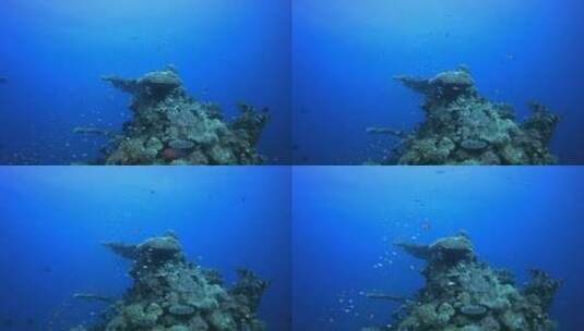 水下海洋热带生物高清在线视频素材下载